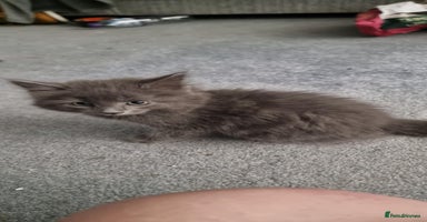 Mixed Breed cats - Advert 12