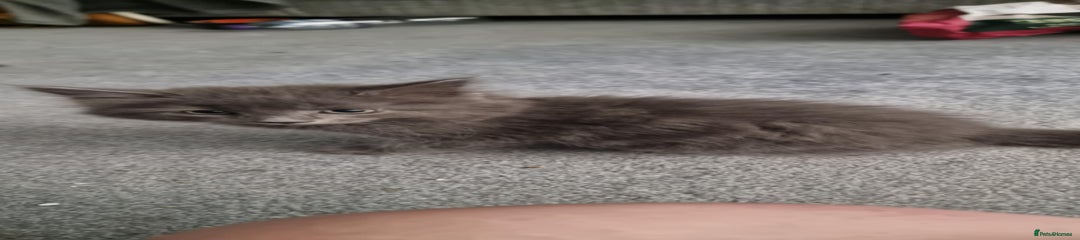 Coal