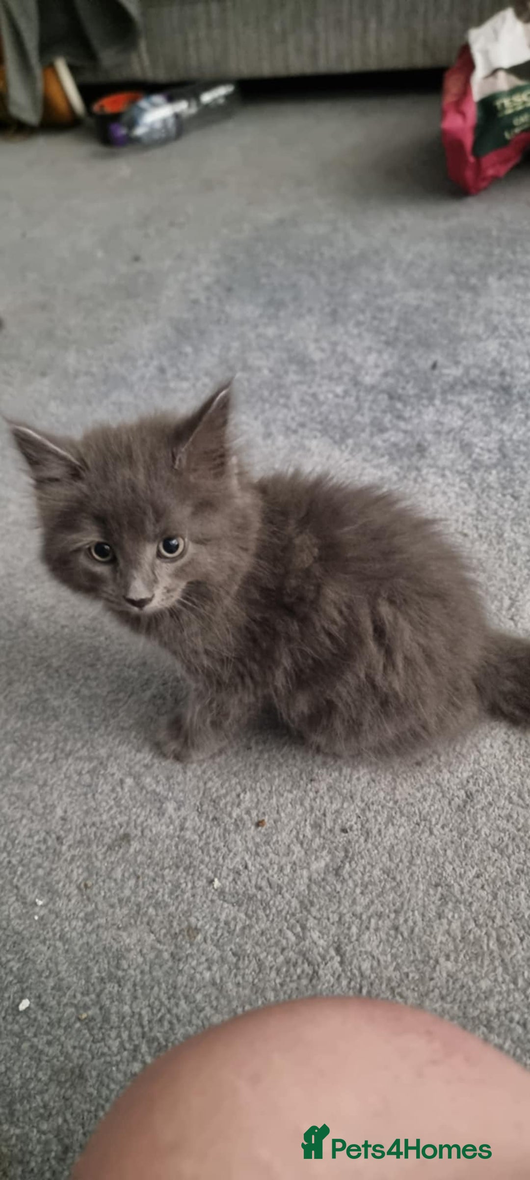 Mixed Breed cats for sale: Loving kittens for sale - Image 2