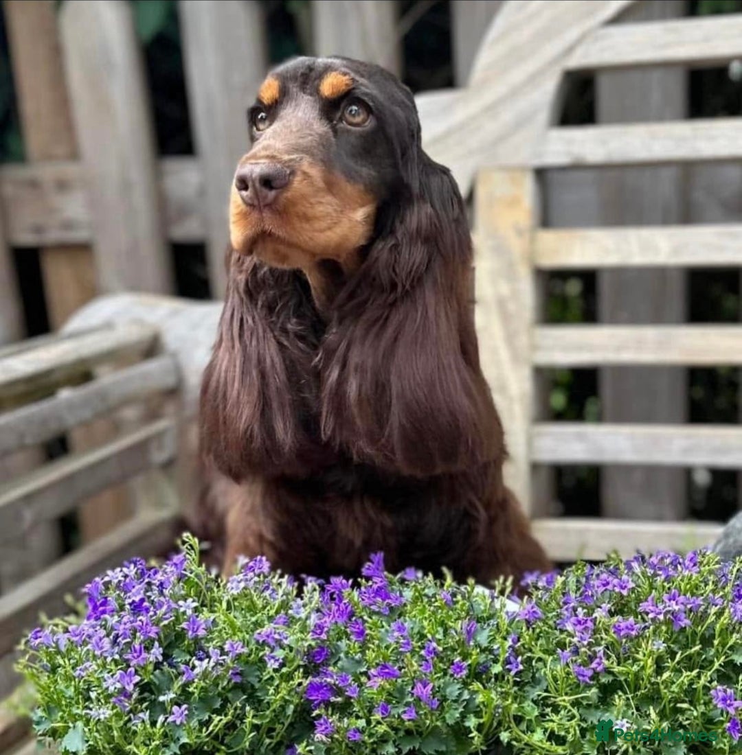 Cocker Spaniel dogs for sale: Beautiful show cockers  - Image 5
