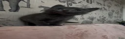 Russian Blue cats for sale: Beautiful Russian Blue Type Female Kitten - Advert 6