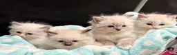 Ragdoll cats for sale: 🐾 GCCF Registered Ragdoll Boys ✨ Champion Lines - Advert 1