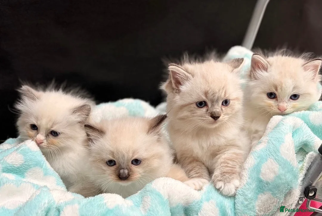Ragdoll cats for sale: 🐾 GCCF Registered Ragdoll Boys ✨ Champion Lines - Advert 1