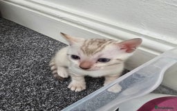 Bengal cats for sale: SNOW BENGAL BLUE EYES TICA PET/ACTIVE - Image 5