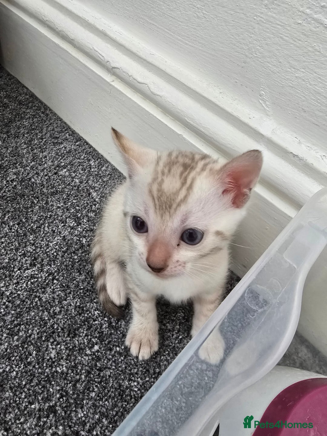 Bengal cats for sale: SNOW BENGAL BLUE EYES TICA PET/ACTIVE - Image 5