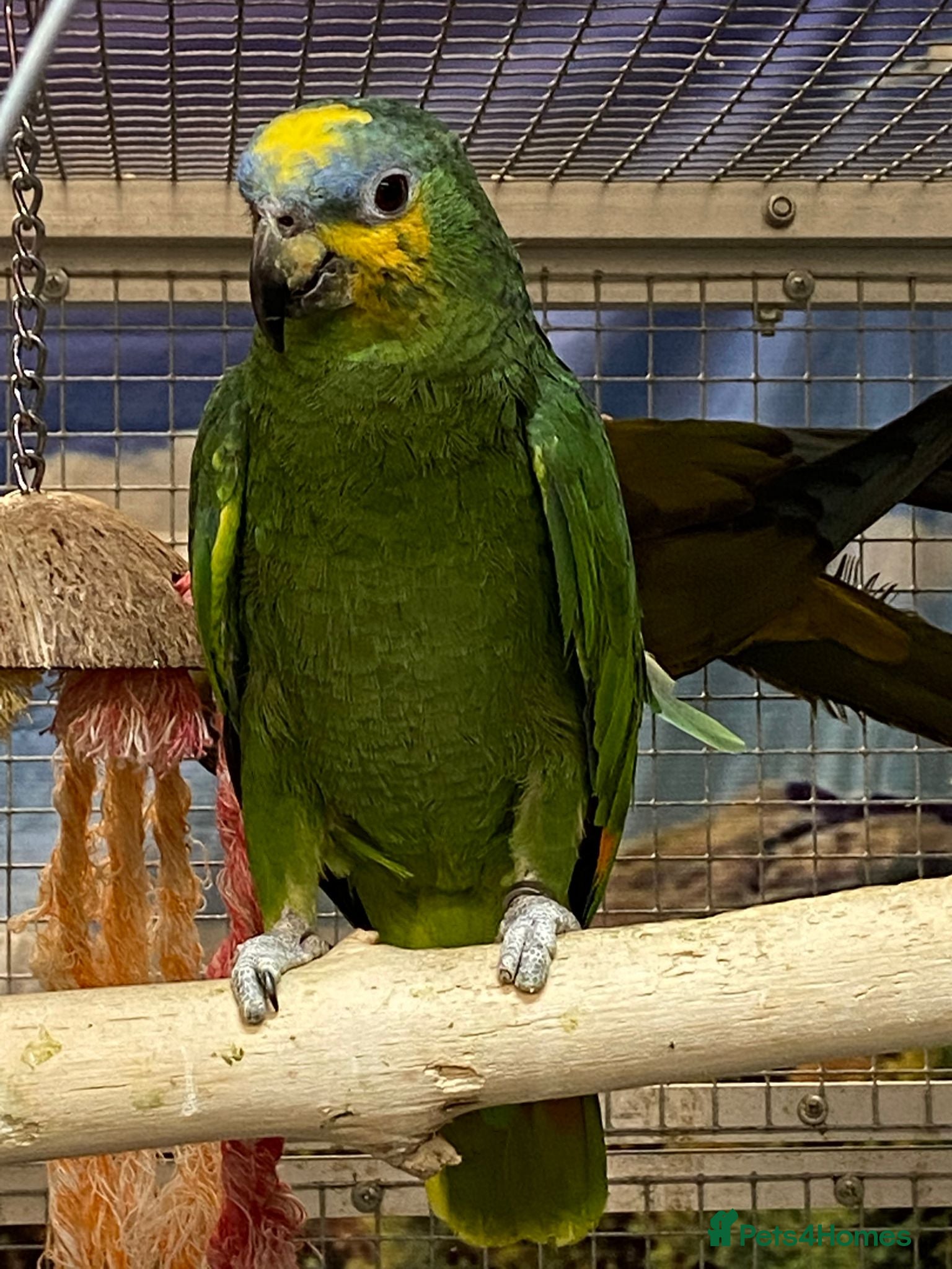 Parrots birds LOOK! BIRDS/PARAKEETS/PARROTS AVAILABLE  - Advert 5