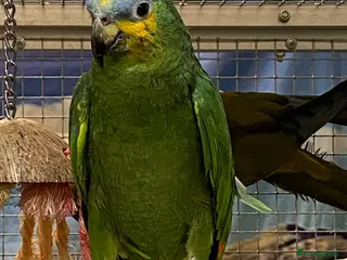 Parrots birds LOOK! BIRDS/PARAKEETS/PARROTS AVAILABLE - Advert 1