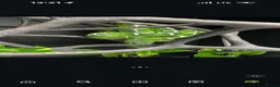 Snake reptiles for sale: Green tree pythons and Boas  - Advert 6