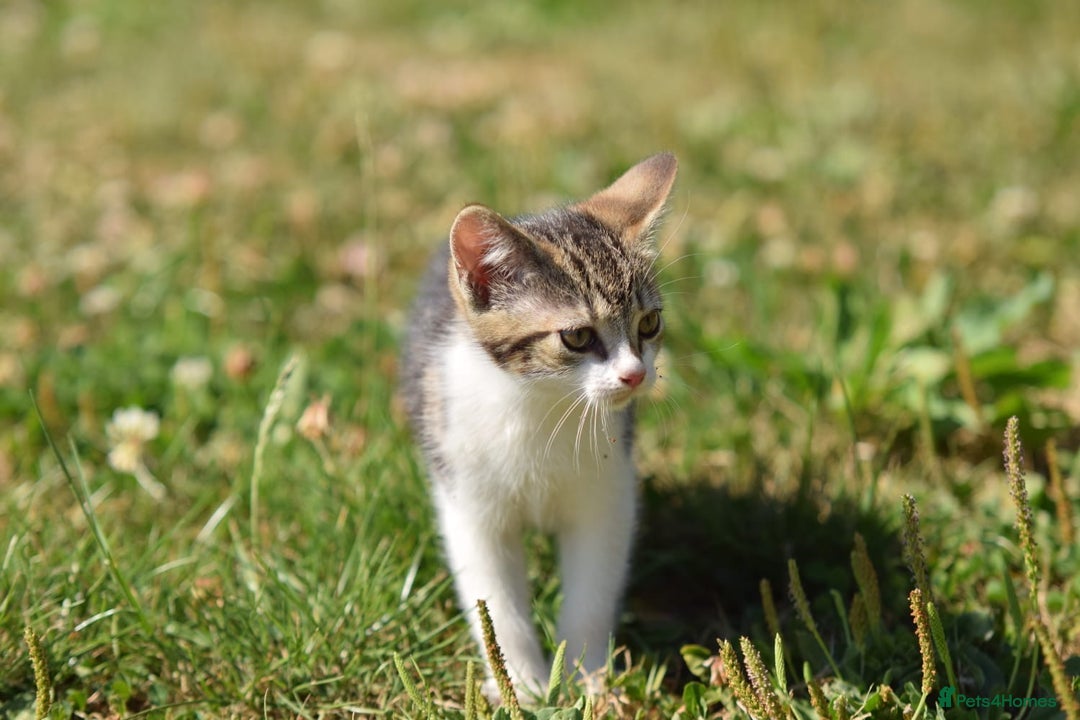 Mixed Breed cats for sale: Stunning kittens looking for loving home  - Image 5