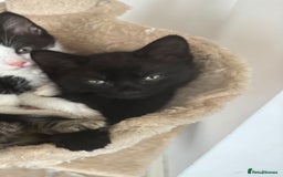 Ragdoll cats for sale: Ragdoll kitten - Advert 3