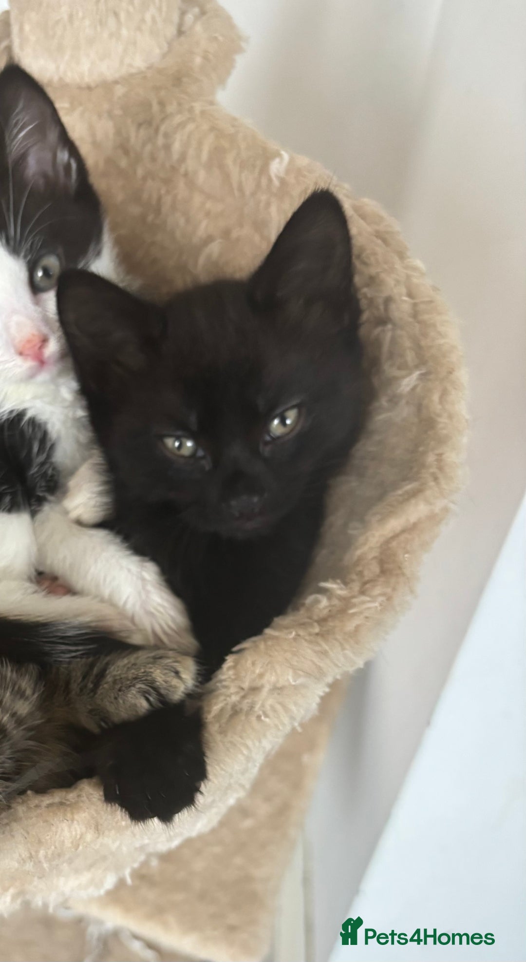 Ragdoll cats for sale: Ragdoll kitten - Advert 3