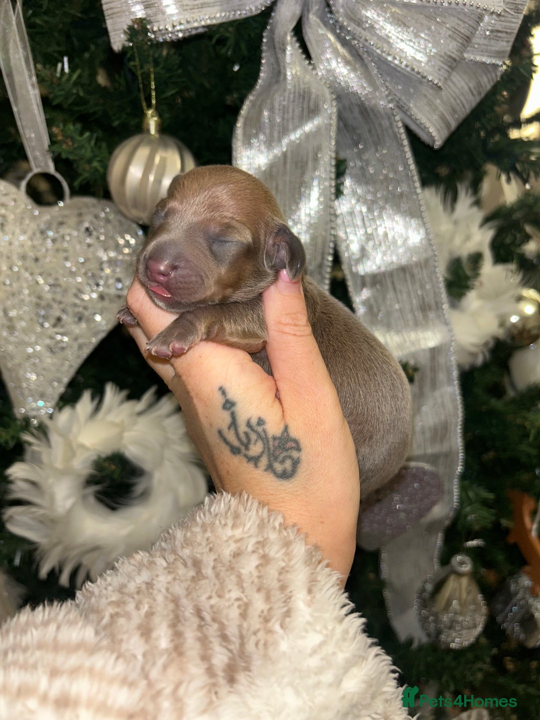 Miniature Dachshund dogs for sale: Tiny Kaninchen dachshunds  - Advert 5