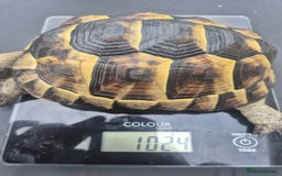 Tortoise reptiles for sale: Spurthigh tortoise - Image 3