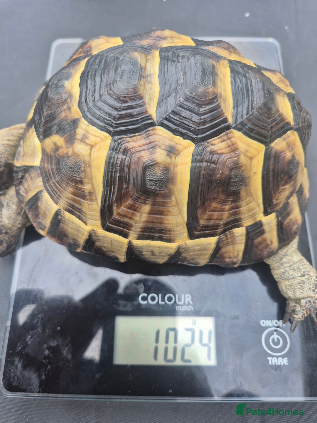 Tortoise reptiles for sale: Spurthigh tortoise - Image 3