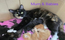 Mixed Breed cats for sale: Adorable Kittens Looking for Their Forever Homes - Image 2