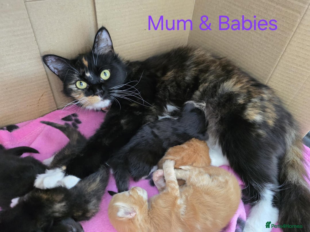 Mixed Breed cats for sale: Adorable Kittens Looking for Their Forever Homes - Image 2