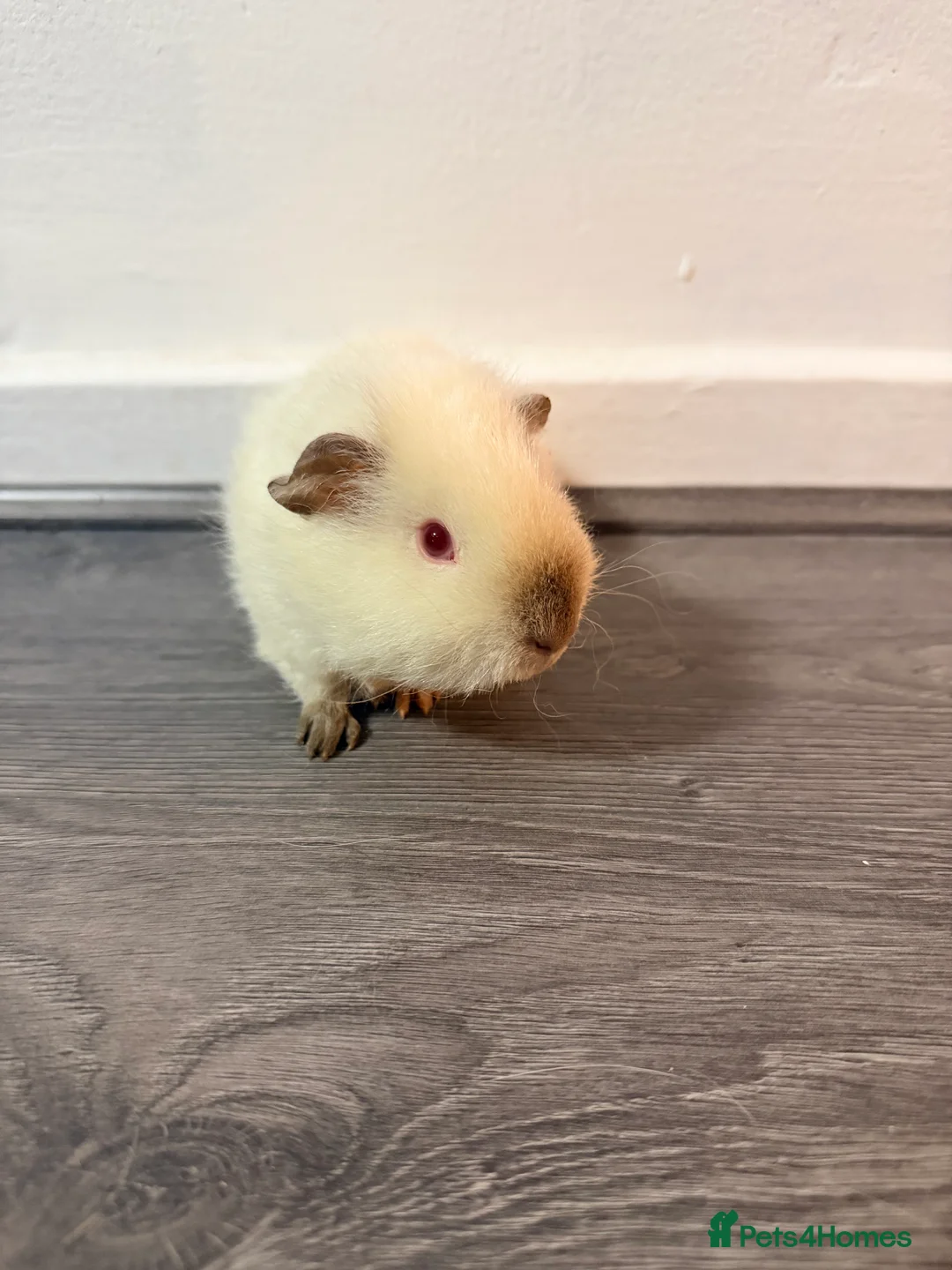Guinea Pig rodents for sale: Beautiful guinea pigs  - Advert 4