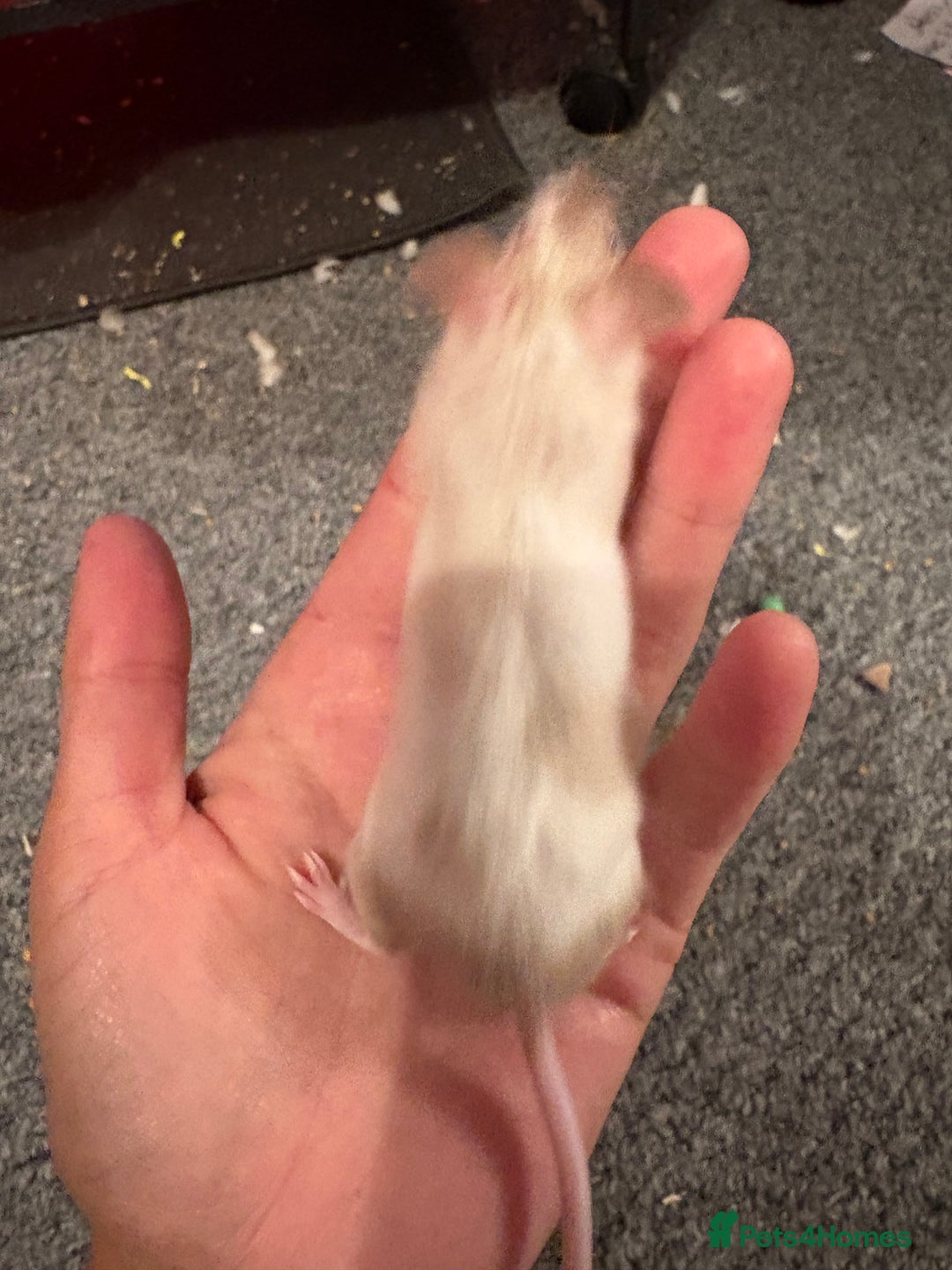 Mouse rodents for sale: Two Male Fancy Mice - Image 4