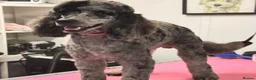 Cavapoo dogs for sale: F1 Cavapoo Beauties - Advert 6