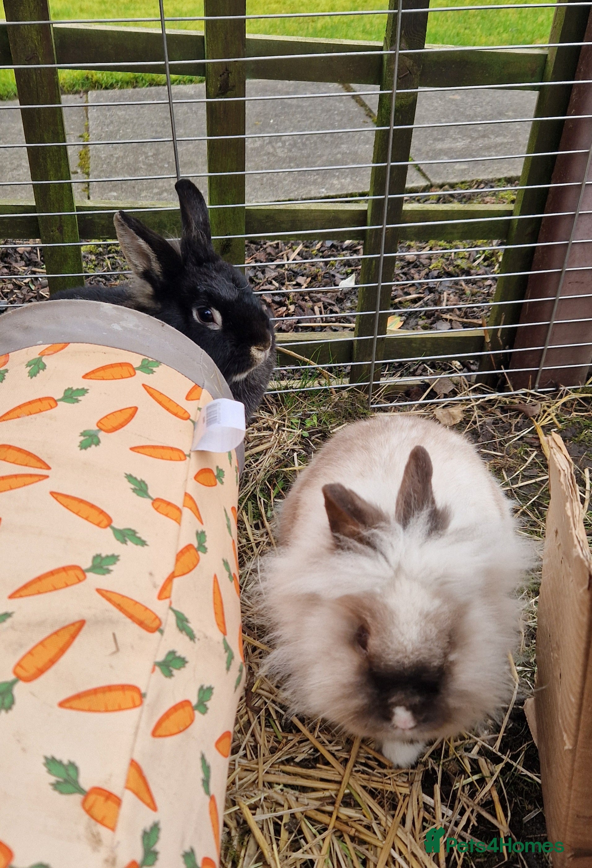 Mixed Breed rabbits Pair of gorgeous cute young dwarf lionhead girls - Advert 10