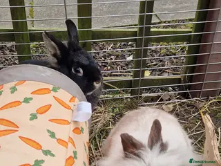 Mixed Breed rabbits Pair of gorgeous cute young dwarf lionhead girls - Advert 10