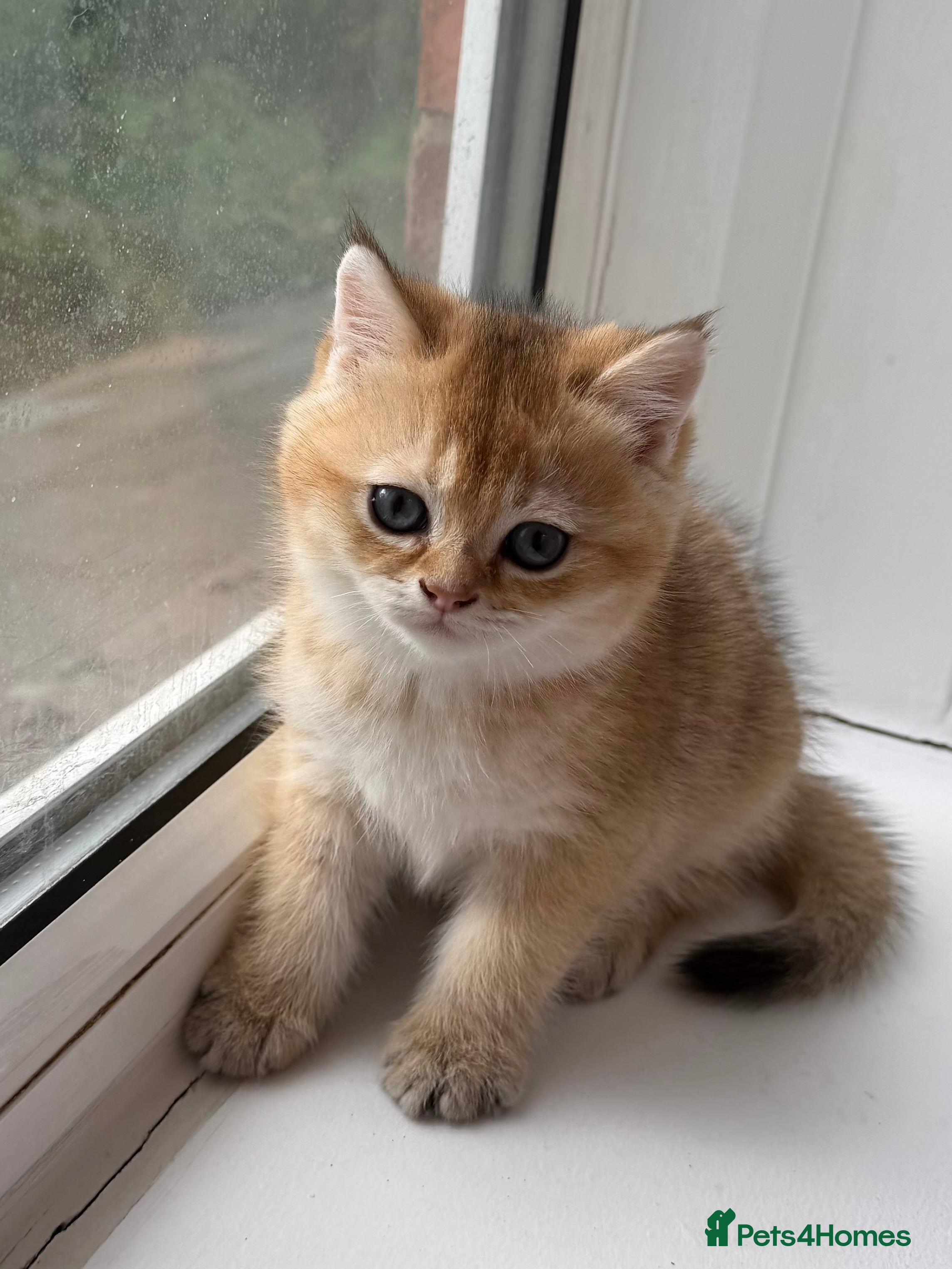 Mixed Breed cats Full vaccinated healthy, and ready to leave  - Advert 7