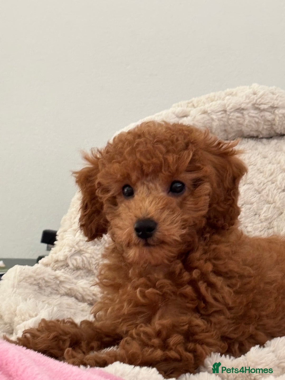 Mixed Breed dogs for sale: Red toy poodle.  - Image 2