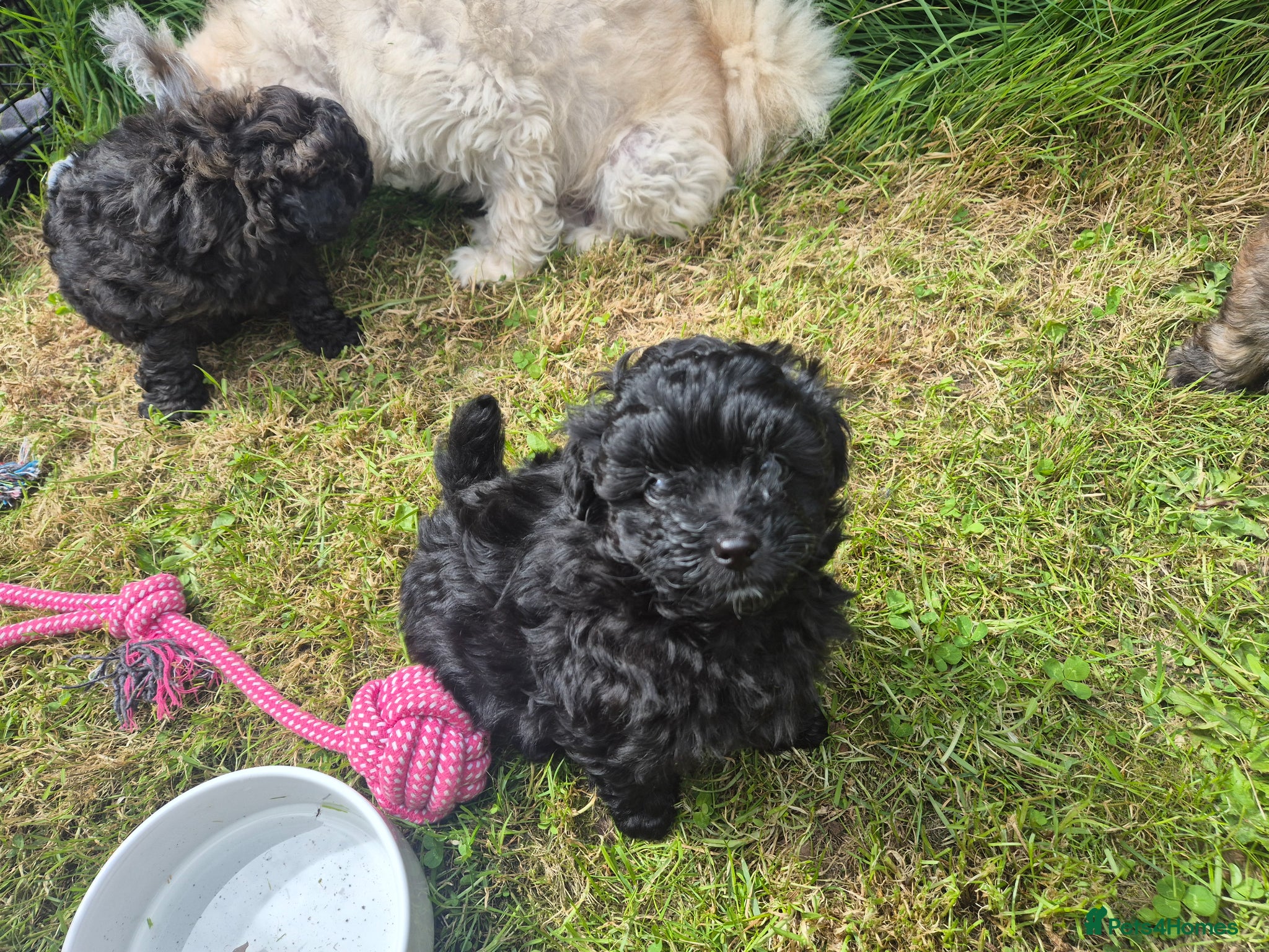 Pomapoo dogs 3 x Pomapoo Puppies 🐾 - Advert 2