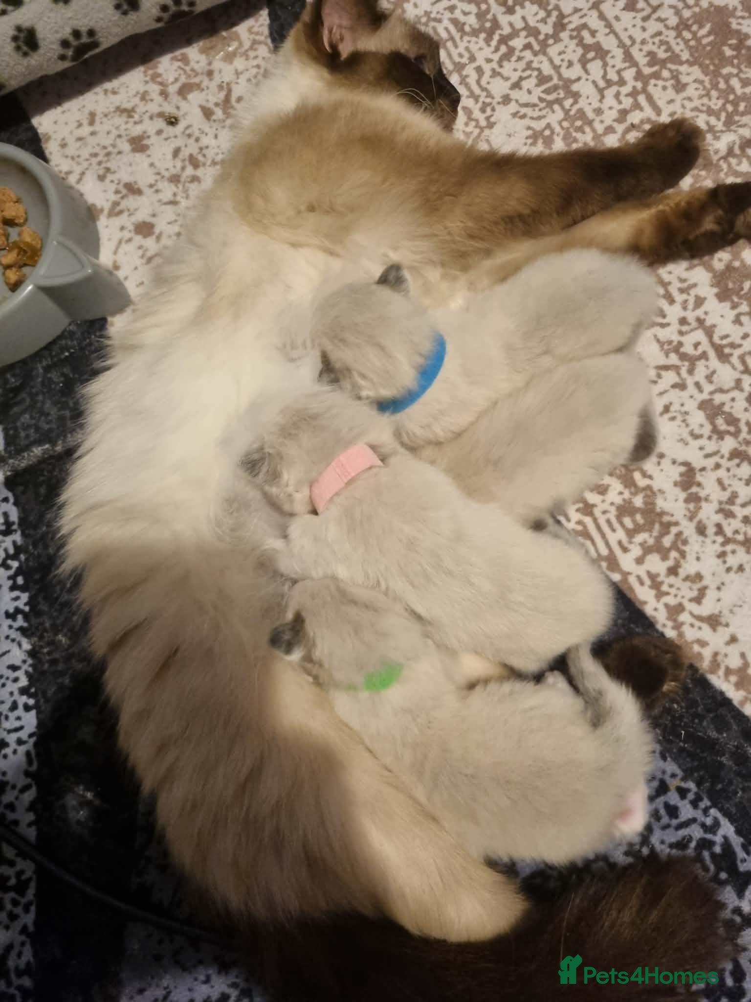 Ragdoll cats Pure Ragdoll kittens  - Advert 7