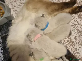 Ragdoll cats Pure Ragdoll kittens - Advert 7