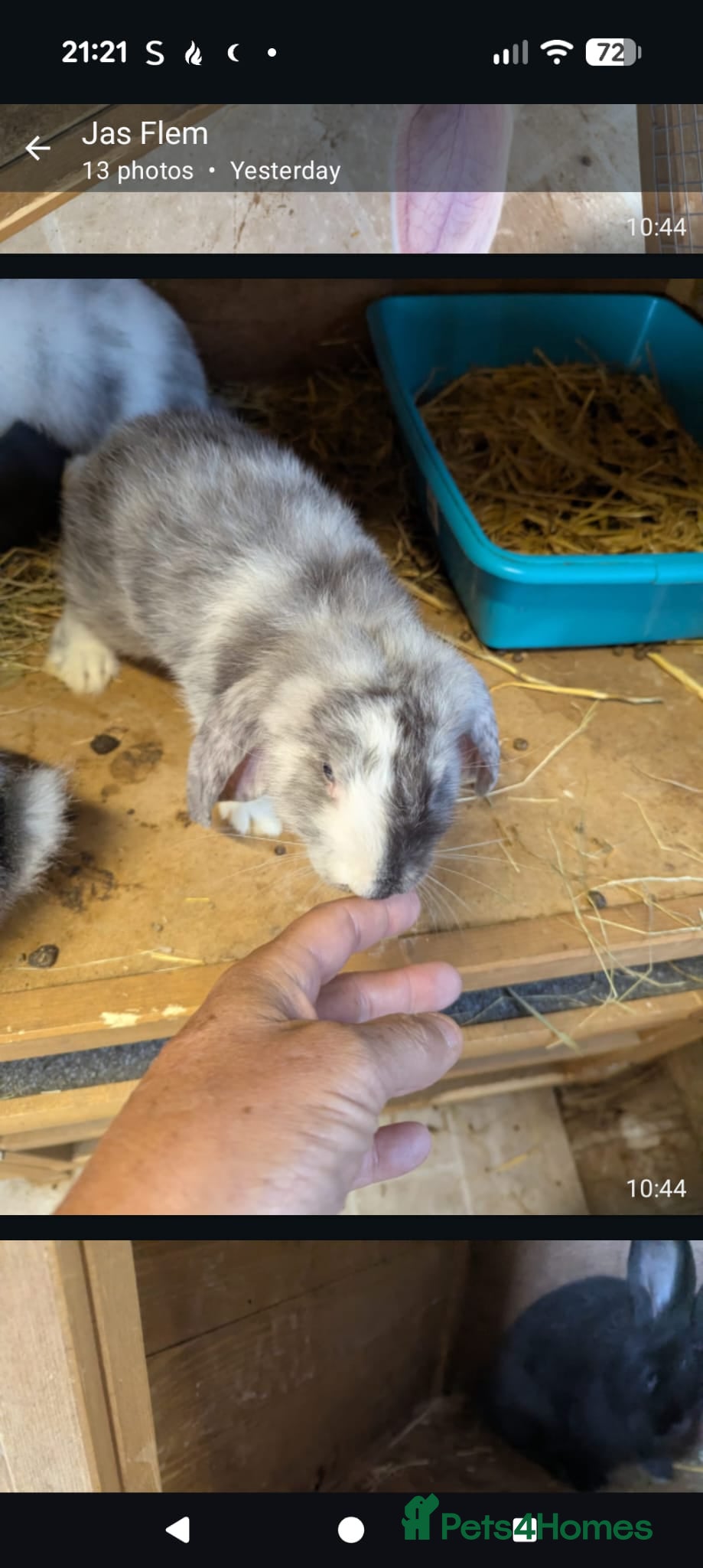 French Lop rabbits French lops  - Advert 3