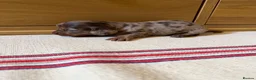 Miniature Dachshund dogs for sale: KC miniature long haired dachshund puppies  - Advert 12
