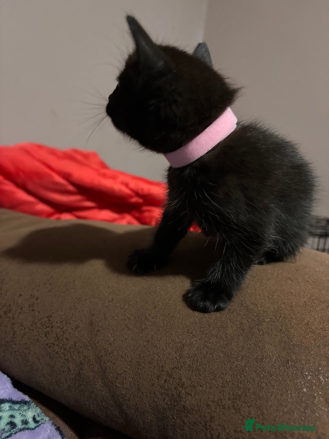 Bengal cats for sale: Bengal mix kittens for sale  - Image 8