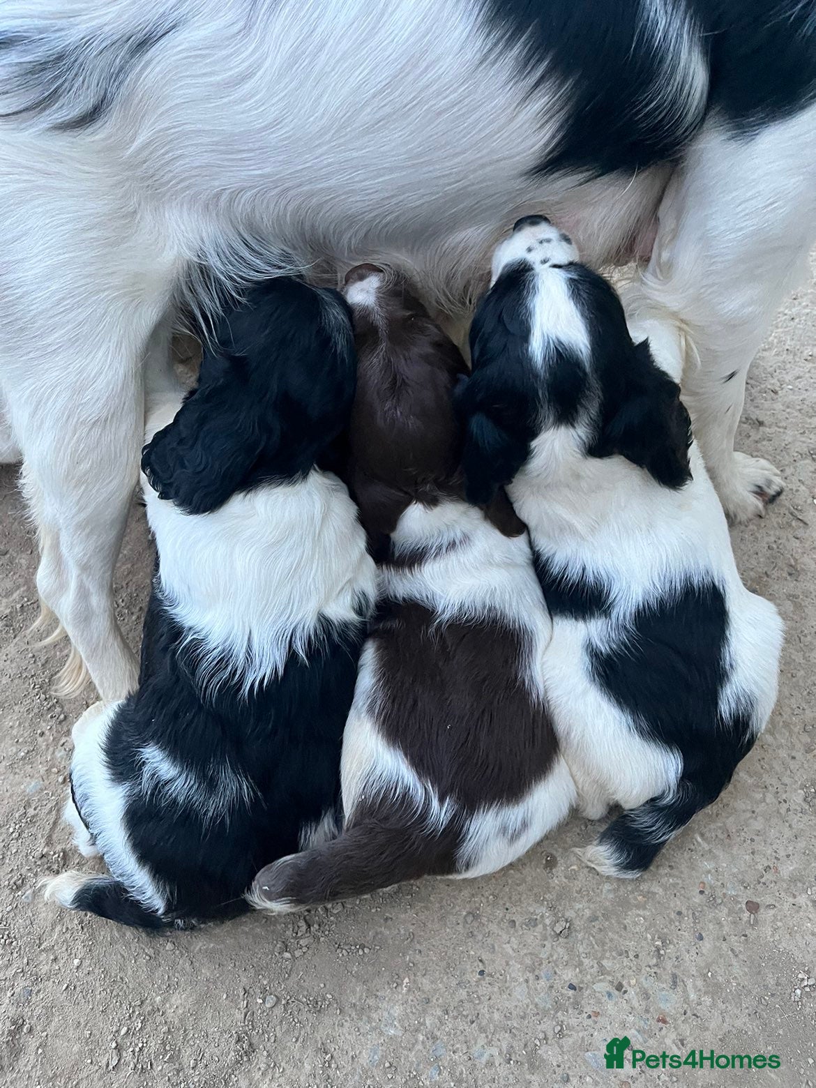 English Springer Spaniel dogs for sale: Springer spaniel puppies  - Advert 1