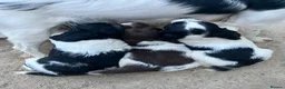 English Springer Spaniel dogs for sale: Springer spaniel puppies  in Okehampton - Advert 1