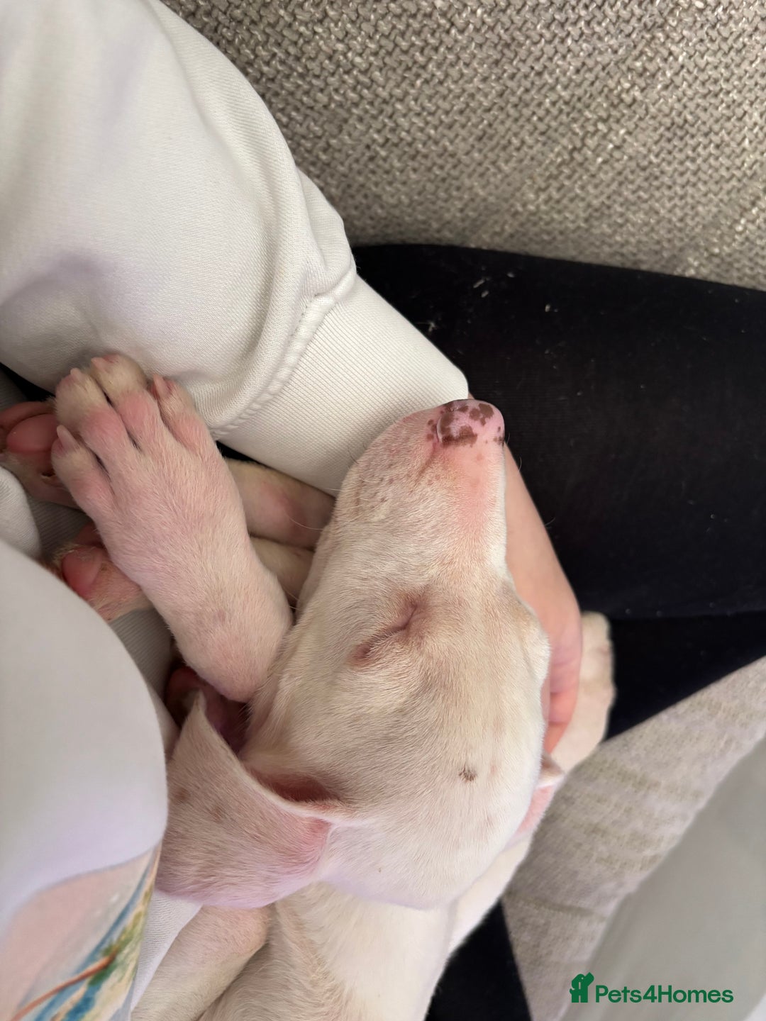 Lurcher dogs for sale: Lurcher puppy - Advert 4