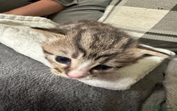 Mixed Breed cats for sale: Beautiful kittens  - Image 24