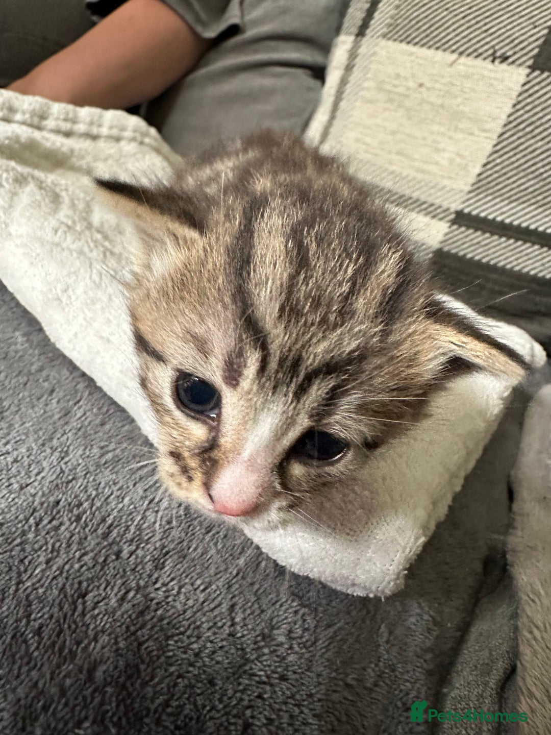 Mixed Breed cats for sale: Beautiful kittens  - Image 24