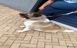 Akita dogs for sale: Nazzar - Image 6
