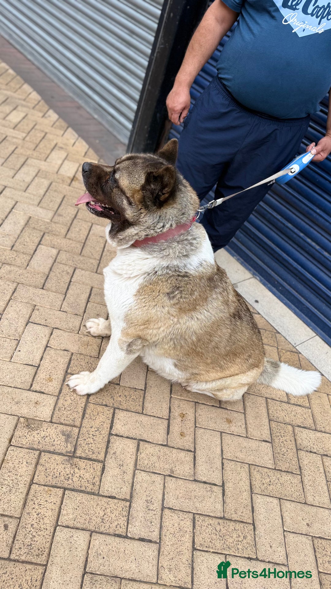 Akita dogs for sale: Nazzar - Image 6