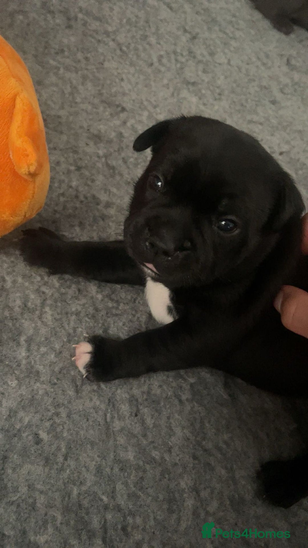 Staffordshire Bull Terrier dogs for sale: Beautiful Staffordshire bull terrier puppy’s  - Image 12