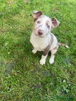 Border Collie dogs Blue/Red Merle Border Collie Puppies - Advert 5