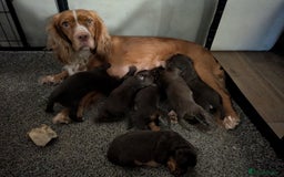 Cocker Spaniel dogs for sale: Chocolate/Chocolate Tan working cocker pups - Advert 8