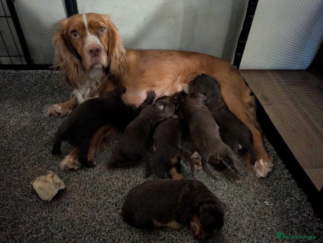 Cocker Spaniel dogs for sale: Chocolate/Chocolate Tan working cocker pups - Advert 8