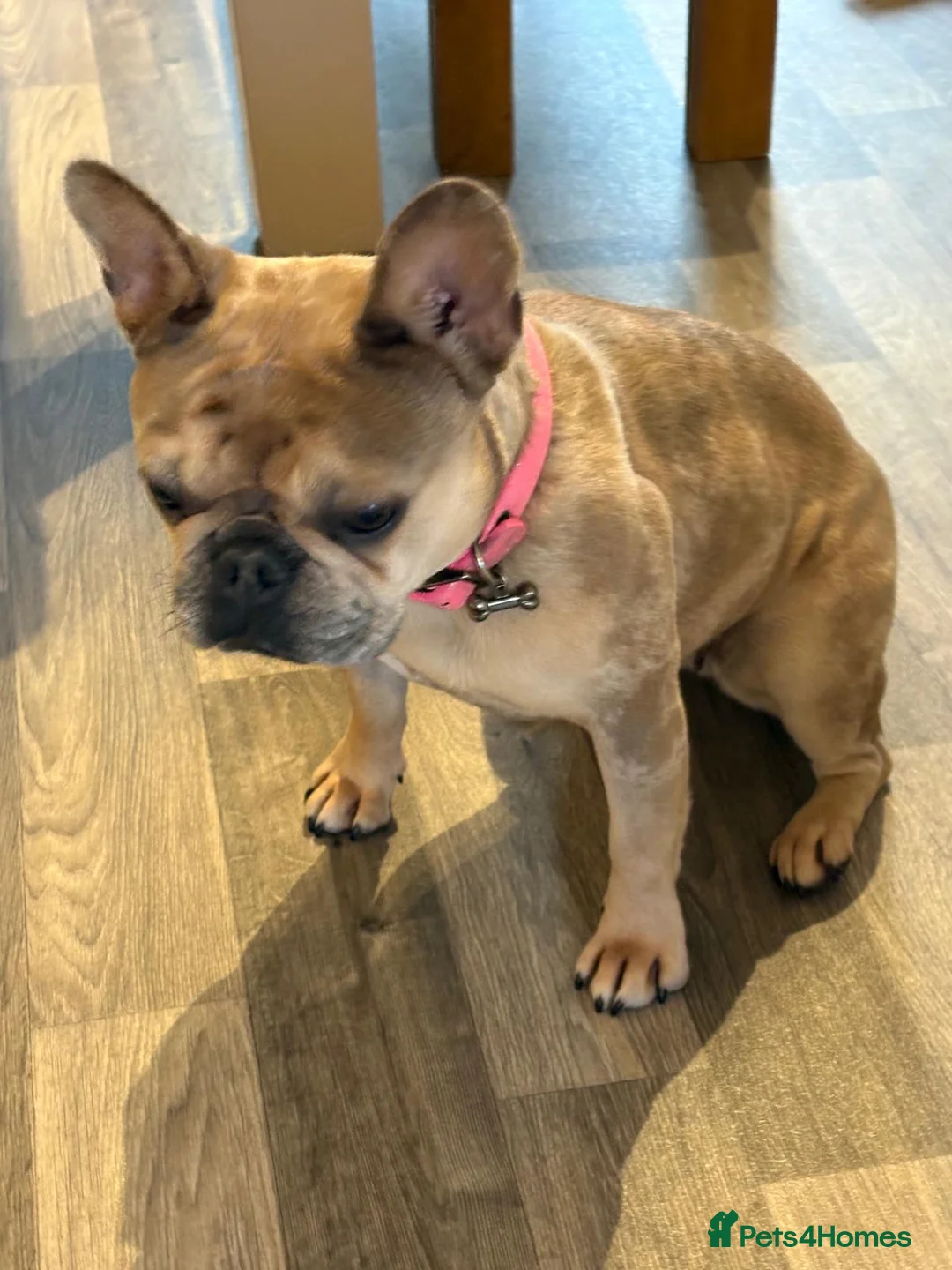 French Bulldog dogs for sale: Fully trained French bulldog  - Advert 4