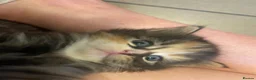 Mixed Breed cats for sale: Gorgeous Kittens with Wonderful Personalities - Advert 7