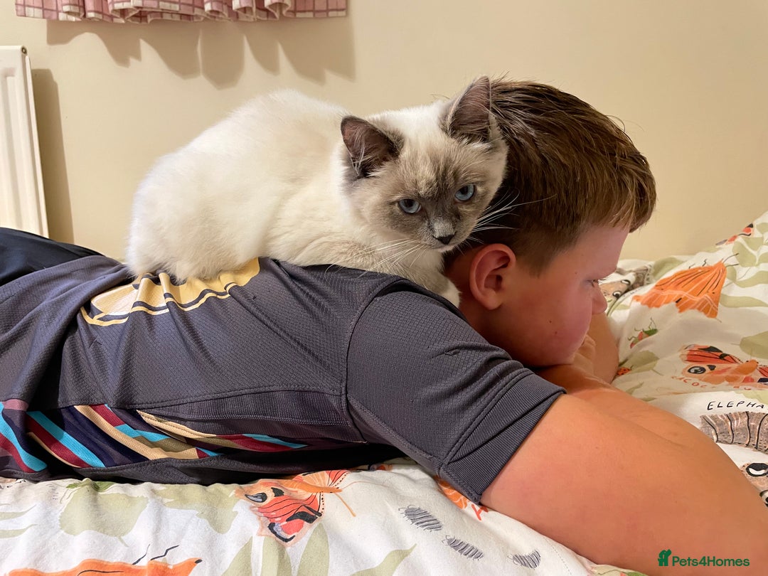 Ragdoll cats for sale: Bonded pair of ragdoll kittens - Image 3