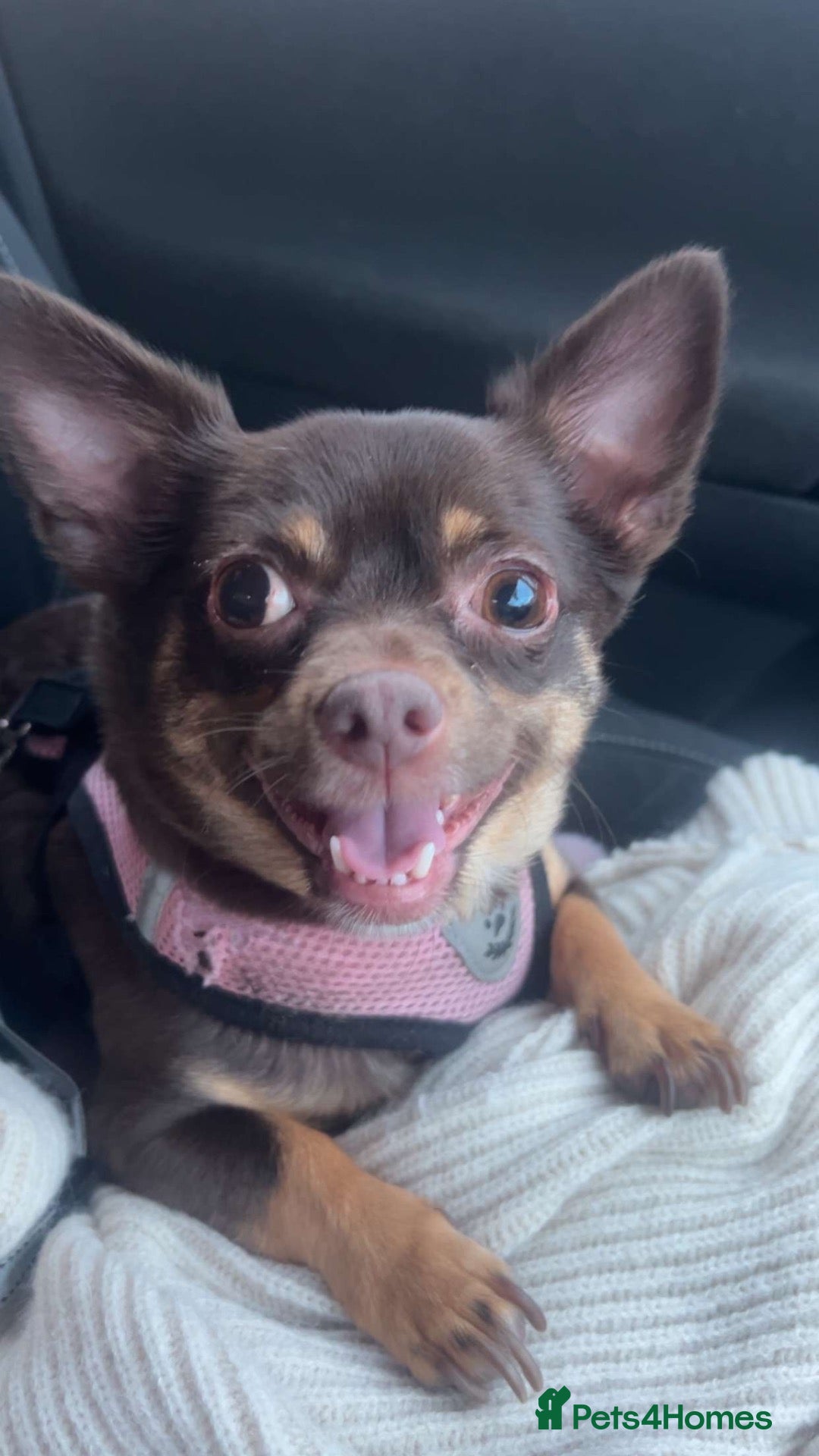 Chihuahua dogs Beautiful girl coco - Advert 14
