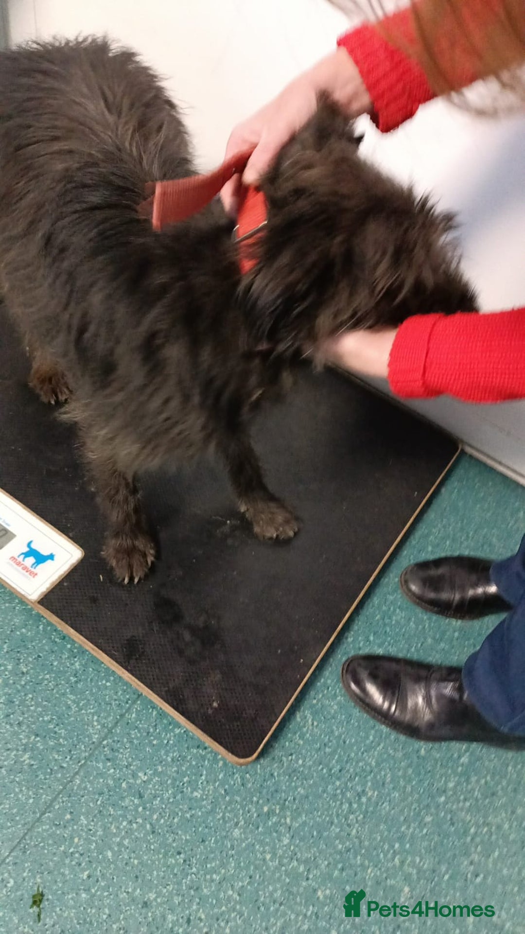 Mixed Breed dogs for adoption: ROCKY – Gentle, Resilient & Ready for Love 🐾 - Advert 20