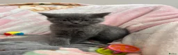 British Shorthair cats for sale: British Shorthair Kittens in Rochester - Advert 6
